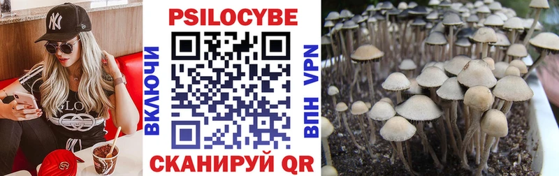 купить наркоту  Багратионовск  Псилоцибиновые грибы Cubensis 